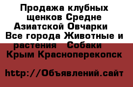 Продажа клубных щенков Средне Азиатской Овчарки - Все города Животные и растения » Собаки   . Крым,Красноперекопск